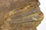 Dinosaur Tendons and Bones in Sandstone - Wyoming #228059-4